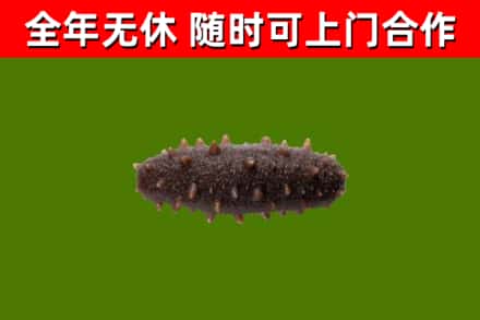 镇远烟酒回收干海参.jpg